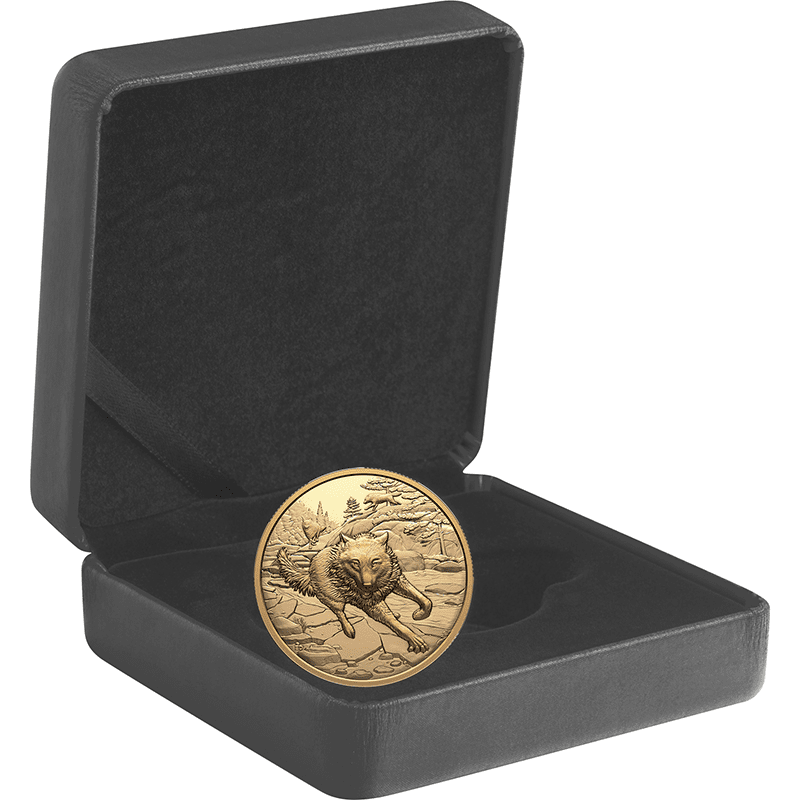 供給元問合せ】カナダ 2025年 偉大なハンター ハイイロオオカミ