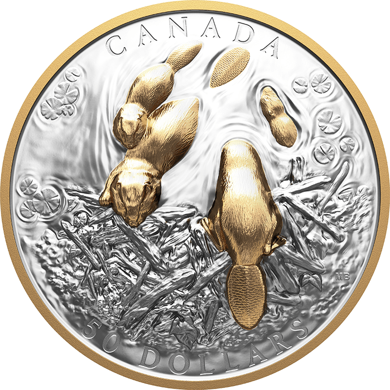 カナダ 2025年 アメリカビーバーの建築活動 50ドル銀貨金メッキ