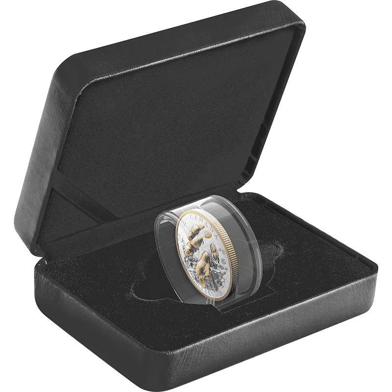 カナダ 2025年 アメリカビーバーの建築活動 50ドル銀貨金メッキ付