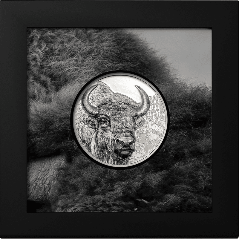 モンゴル 2025年 バイソン (野生動物 ウルトラハイレリーフ 最終貨